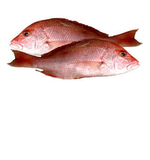 Pargo
