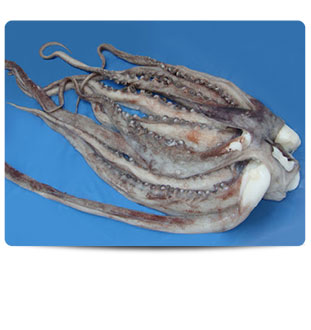 tentaculo-de-calamar-crudo